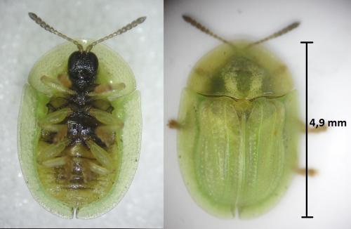 Cassida margaritacea